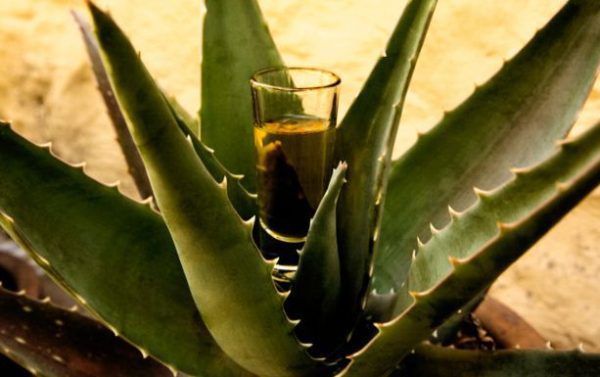 tequila y mezcal exportación de México